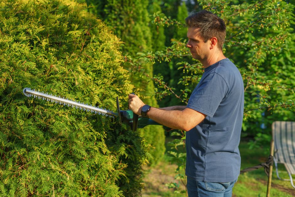 Trimming garden hedges and shaping shrubs