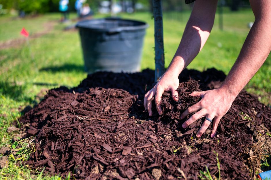 Spreading fresh mulch in a garden bed